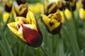 Tulip Beds Royalty Free Stock Photo