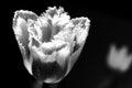 Tulip black & white Royalty Free Stock Photo