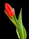 A tulip on black. Royalty Free Stock Photo