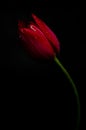 Tulip on black background