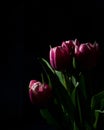 Tulip black backround