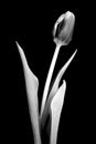 Tulip in black and white Royalty Free Stock Photo