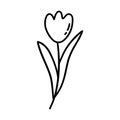 Tulip. Black and white vector doodle hand drawn Royalty Free Stock Photo