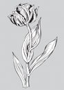 Tulip, black and white vector illustration Royalty Free Stock Photo