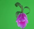 Tulip bloom . Arcing toward to you Royalty Free Stock Photo