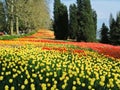 Tulip bloom on the Bodensee island Mainau in Germany Royalty Free Stock Photo