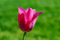 Spring mood. Tulip- soft focus Royalty Free Stock Photo