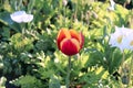 Tulip blooming flowers and green grass