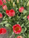 Tulip blooming in Skagit Tulip festival 2022