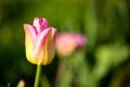 Tulip blooming in spring Royalty Free Stock Photo