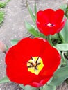 tulip blooming Royalty Free Stock Photo