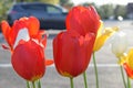 Tulip blooms in the spring