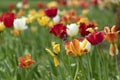 Tulip blossom in baltimore sherwood gardens