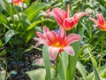 Tulip blossom hybrid in the garden Royalty Free Stock Photo