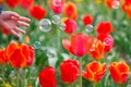 The tulip blossom with the soup bubbles and the child hand in the garden Royalty Free Stock Photo