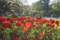 Tulip blossom at St Stephen's Green