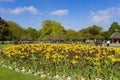 Tulip blossom at St Stephen's Green