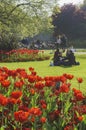 Tulip blossom at St Stephen's Green