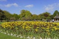 Tulip blossom at St Stephen's Green