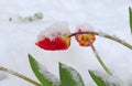 Tulip blossoms with snowflakes. Cold weather with snow in spring Royalty Free Stock Photo