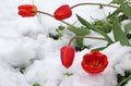 Tulip blossoms with snowflakes. Cold weather with snow in spring Royalty Free Stock Photo