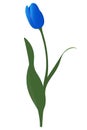 Tulip. Blue bud. Delicate flower. Vector illustration. Isolated background. A flowering plant from the lily family.
