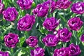 Tulip Blue Diamond Tulipa, Liliaceae in spring Royalty Free Stock Photo