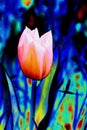 Colorful Tulip