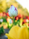 A tulip, on a blurry background, a beautiful flower close-up. Royalty Free Stock Photo