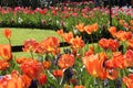 Tulip Borders AT Keukenhof Gardens