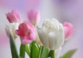 Tulip bouquet Royalty Free Stock Photo