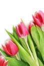 Tulip bouquet Royalty Free Stock Photo