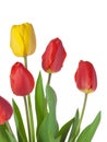 Tulip Bouquet Royalty Free Stock Photo