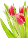 Tulip bouquet Royalty Free Stock Photo