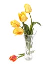 Tulip bouquet Royalty Free Stock Photo