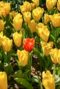 Tulip bouquet of beautiful flowers in the garden, the abductors to let appreciate nature. Royalty Free Stock Photo