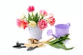 Tulip bouquet, decorative watering can, tools for loosening and tulips bulb isolated on white background