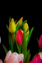 Tulip bouquet macro, black background, blurred natural foreground, blossoms in bold colors