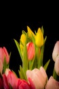 Tulip bouquet macro, black background, blurred natural foreground, blossoms in vivid natural colors Royalty Free Stock Photo