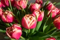 Tulip Bouquet, Spring Tulipa Flowers Royalty Free Stock Photo