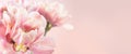 Tulip bouquet, tulips spring flowers close up, blooming pastel pink tulips Easter background, bunch Royalty Free Stock Photo