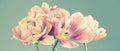 Tulip bouquet, tulips spring flowers close up, blooming pastel pink tulips Easter background, bunch Royalty Free Stock Photo