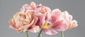 Tulip bouquet, tulips spring flowers close up, blooming pastel pink tulips Easter background, bunch Royalty Free Stock Photo