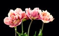 Tulip bouquet, tulips spring flowers close up, blooming pastel pink tulips isolated on black background Royalty Free Stock Photo