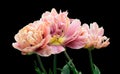 Tulip bouquet, tulips spring flowers close up, blooming pastel pink tulips isolated on black Royalty Free Stock Photo