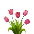 Tulip bouquet. Vector illustration. Spring flowers isolated on white background. Royalty Free Stock Photo