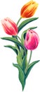 Tulip Bouquet.Watercolor floral illustration on the white background. Spring red,yellow,pink realistic flower and green