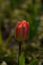 Tulip bright-coloured clear aestheticism magniflcent