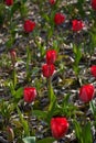 Tulip bright-coloured clear aestheticism magniflcent