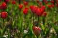 Tulip bright-coloured clear aestheticism magniflcent